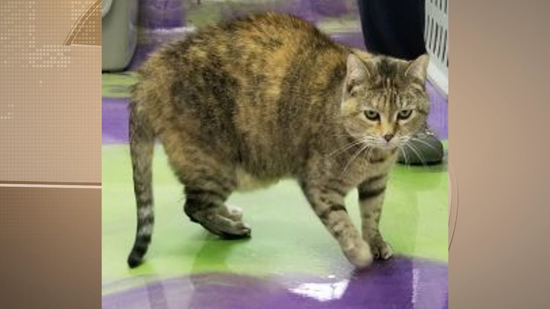 Pets of the Week: January 13, 2022